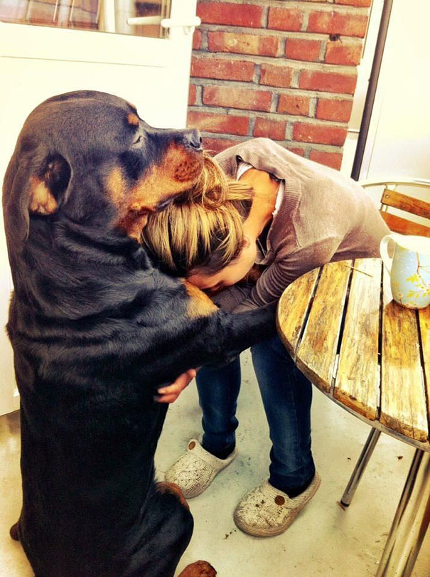 26 Dogs Hugging Their Humans