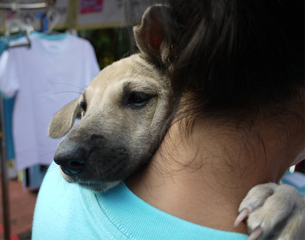 26 Dogs Hugging Their Humans