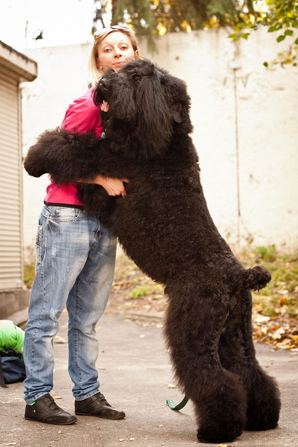 26 Dogs Hugging Their Humans