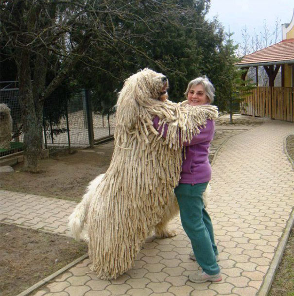 26 Dogs Hugging Their Humans