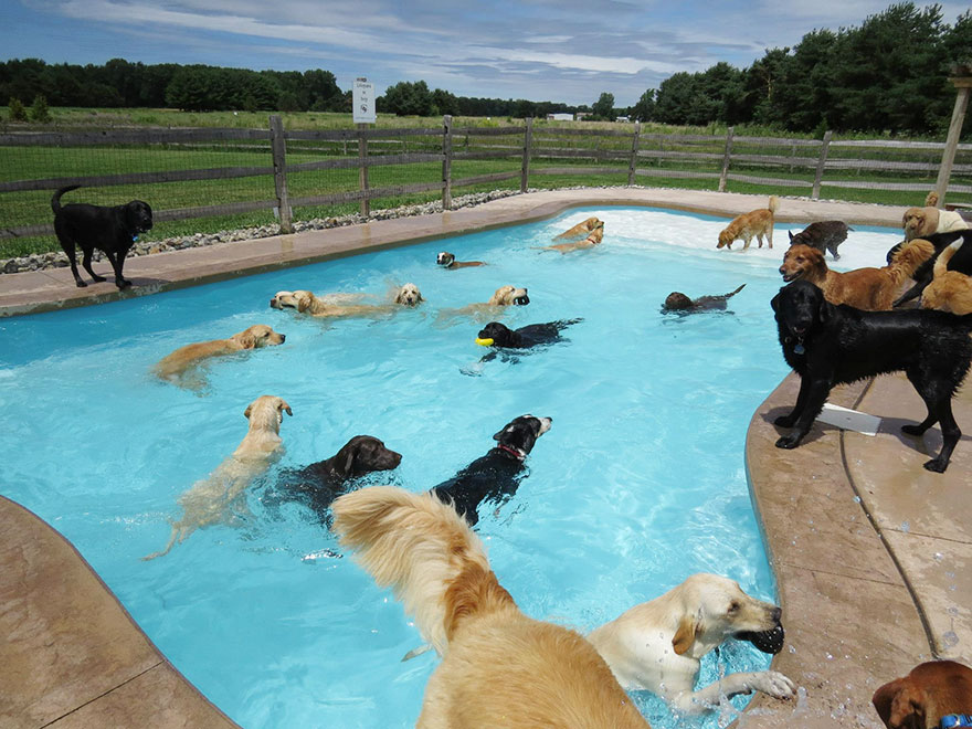 This Is What A ‘Pool Pawty’ At A Dog Daycare Center Looks Like