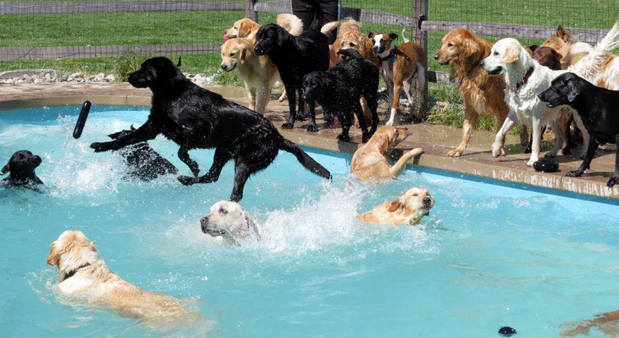 This Is What A ‘Pool Pawty’ At A Dog Daycare Center Looks Like