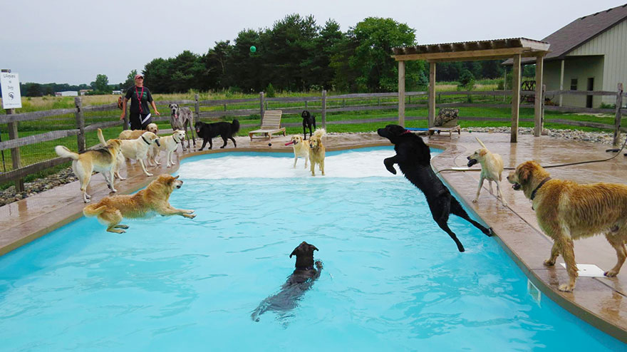 This Is What A ‘Pool Pawty’ At A Dog Daycare Center Looks Like