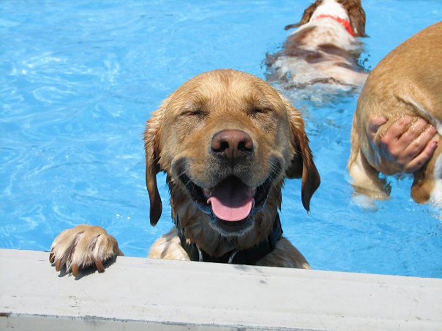 This Is What A ‘Pool Pawty’ At A Dog Daycare Center Looks Like