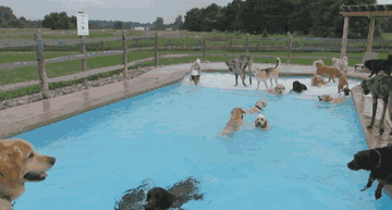 This Is What A ‘Pool Pawty’ At A Dog Daycare Center Looks Like