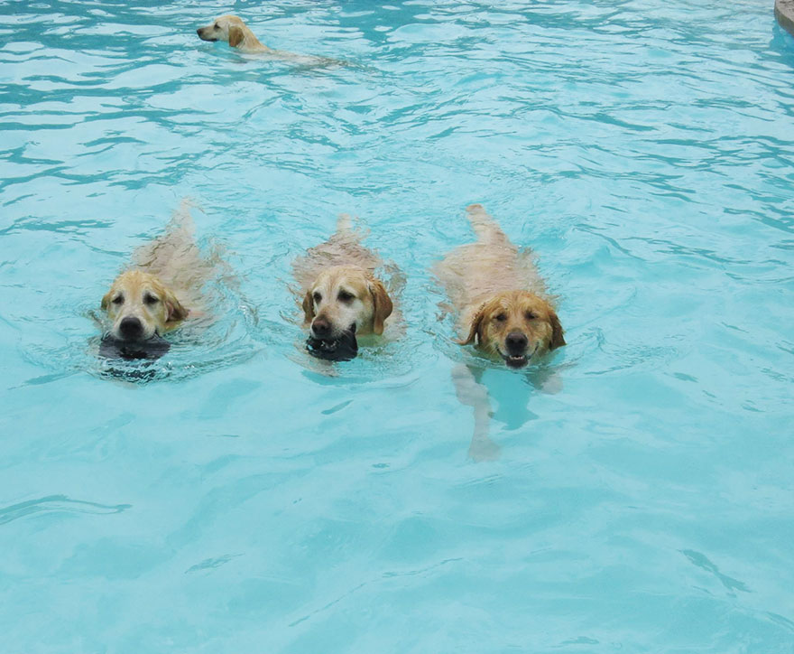 This Is What A ‘Pool Pawty’ At A Dog Daycare Center Looks Like