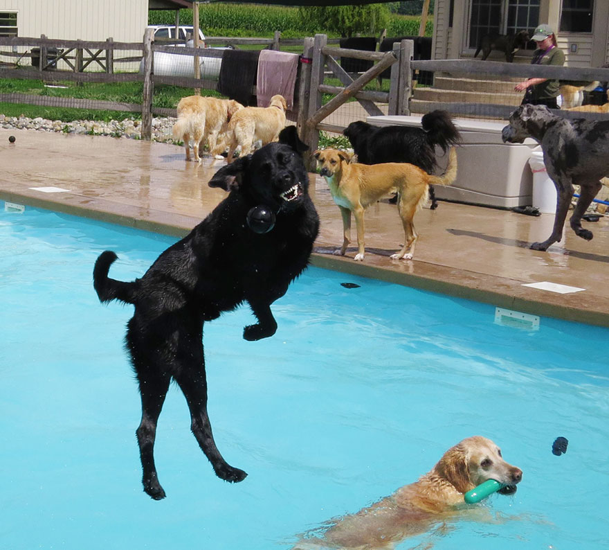 This Is What A ‘Pool Pawty’ At A Dog Daycare Center Looks Like