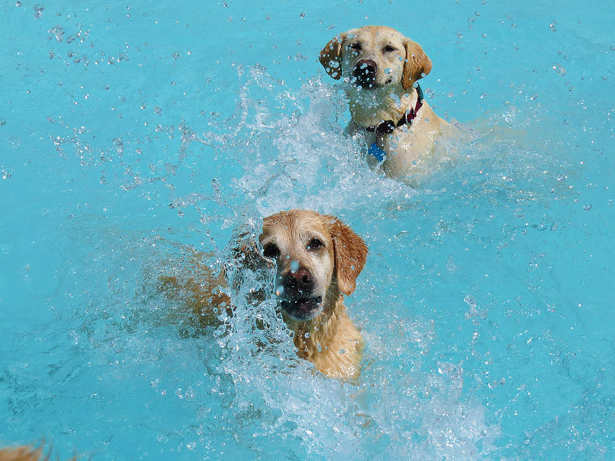 This Is What A ‘Pool Pawty’ At A Dog Daycare Center Looks Like