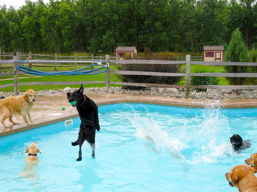 This Is What A ‘Pool Pawty’ At A Dog Daycare Center Looks Like