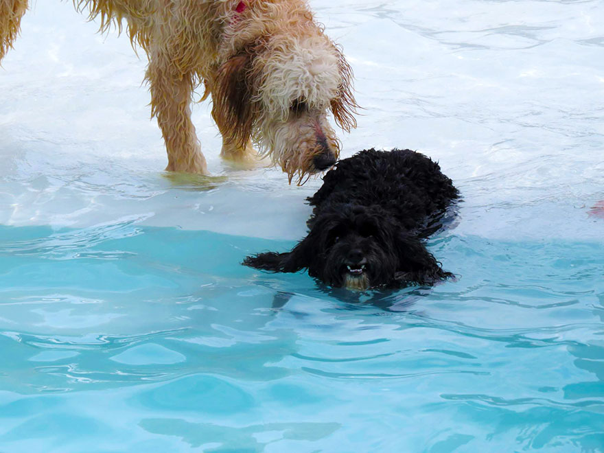 This Is What A ‘Pool Pawty’ At A Dog Daycare Center Looks Like