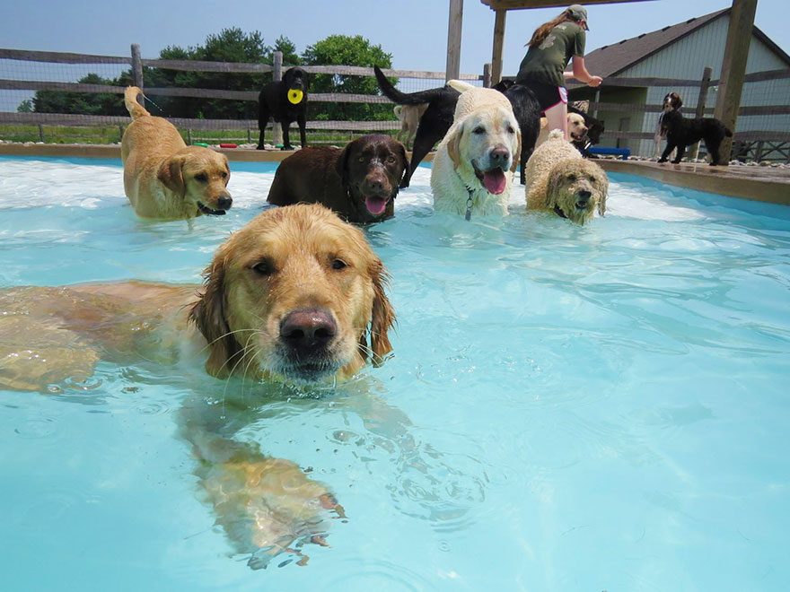 This Is What A ‘Pool Pawty’ At A Dog Daycare Center Looks Like