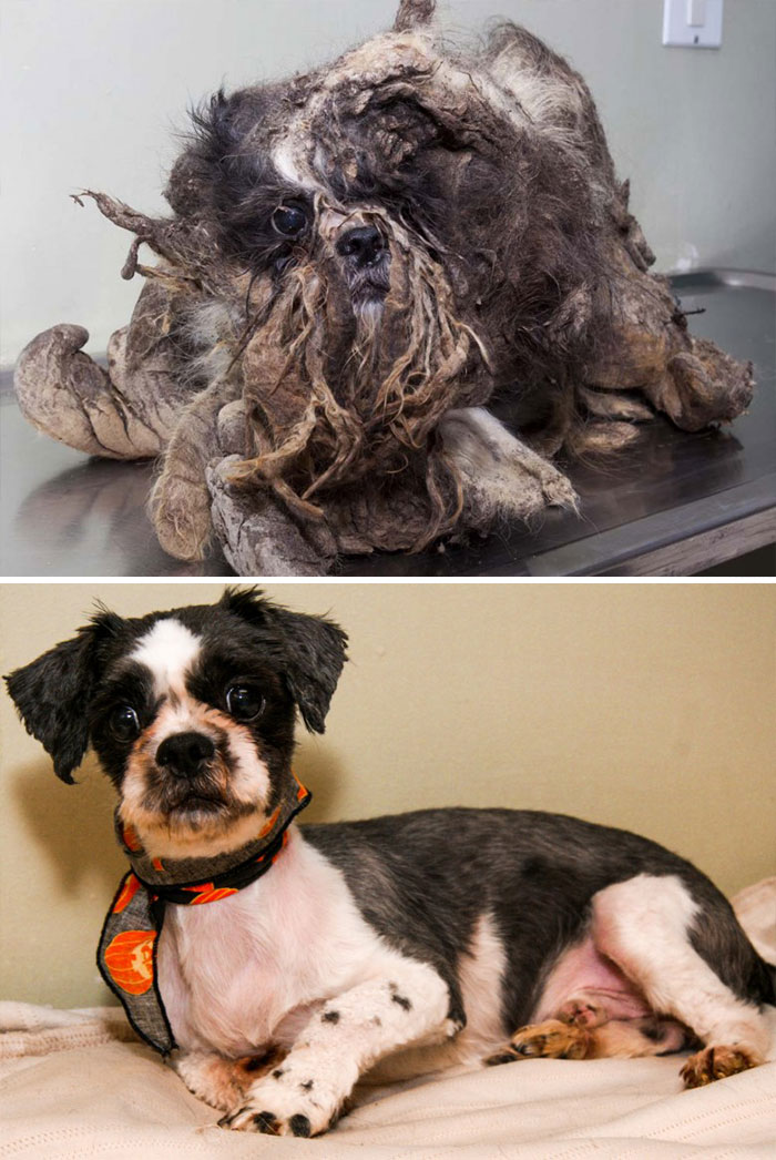 16 Before-And-After Photos Of Rescued Dogs