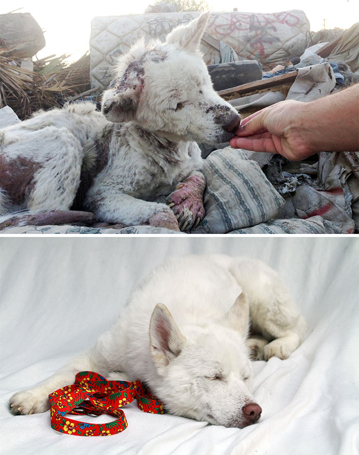 16 Before-And-After Photos Of Rescued Dogs
