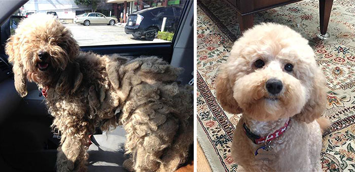 16 Before-And-After Photos Of Rescued Dogs