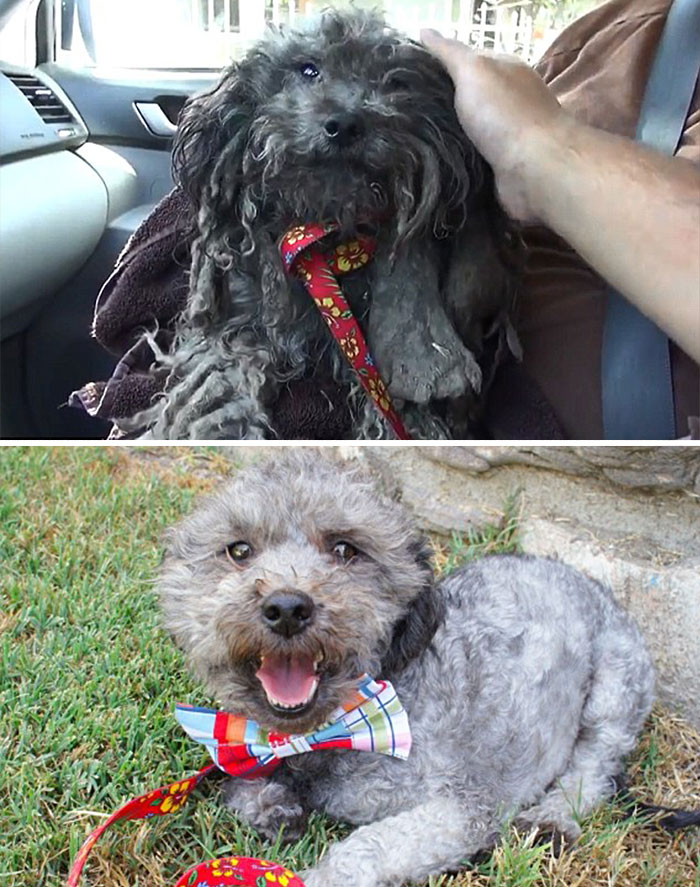 16 Before-And-After Photos Of Rescued Dogs