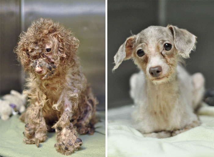 16 Before-And-After Photos Of Rescued Dogs