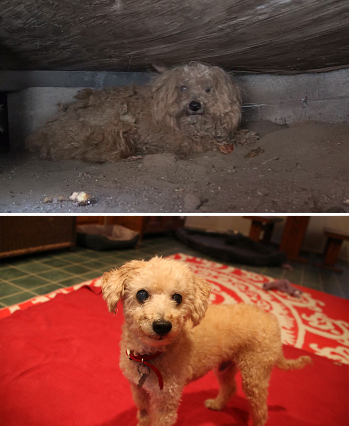 16 Before-And-After Photos Of Rescued Dogs
