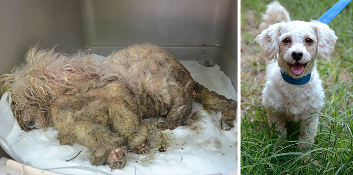 16 Before-And-After Photos Of Rescued Dogs
