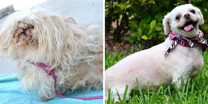 16 Before-And-After Photos Of Rescued Dogs