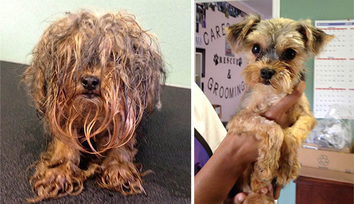 16 Before-And-After Photos Of Rescued Dogs