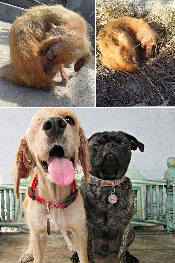 16 Before-And-After Photos Of Rescued Dogs