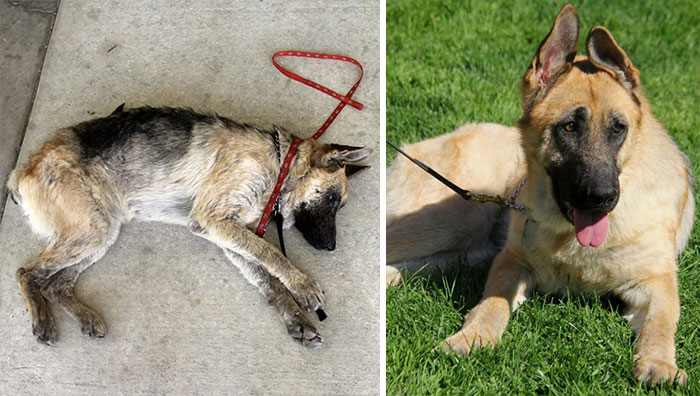 16 Before-And-After Photos Of Rescued Dogs