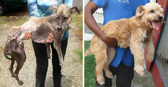 16 Before-And-After Photos Of Rescued Dogs
