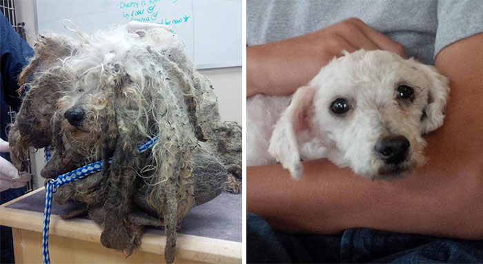 16 Before-And-After Photos Of Rescued Dogs