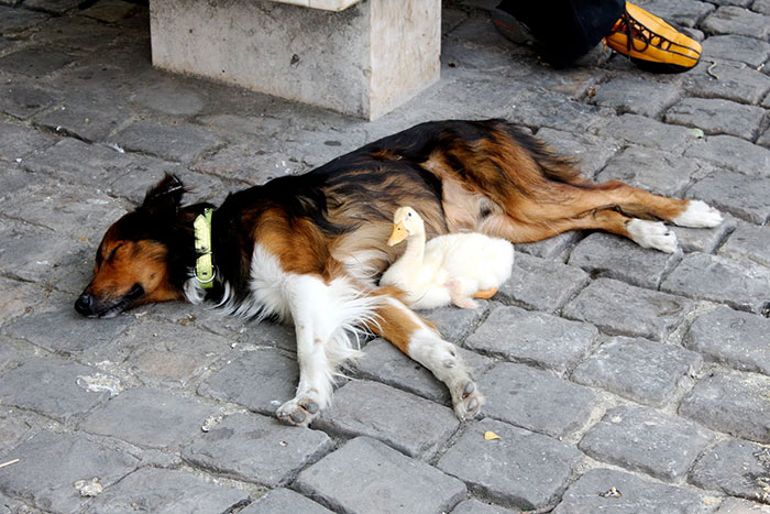 Adorable Duck And Dog Duo Spotted Napping Together In Paris