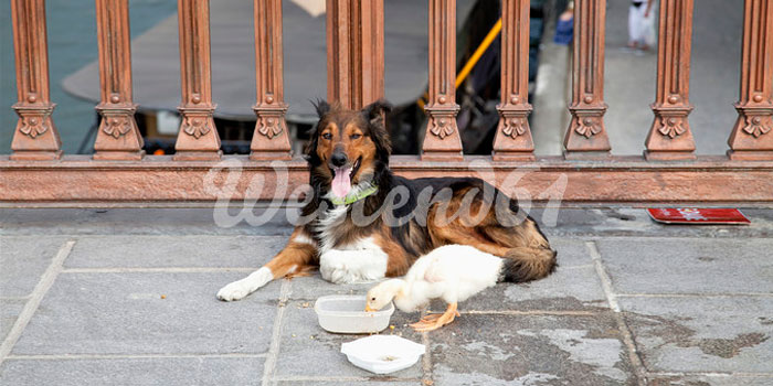 Adorable Duck And Dog Duo Spotted Napping Together In Paris