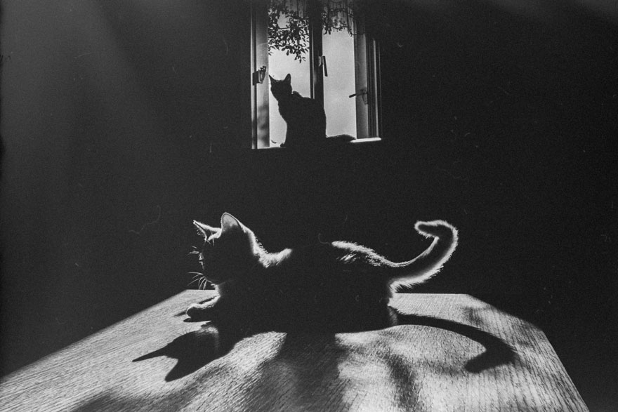 The Mysterious Lives Of Cats Captured In Black And White Photography