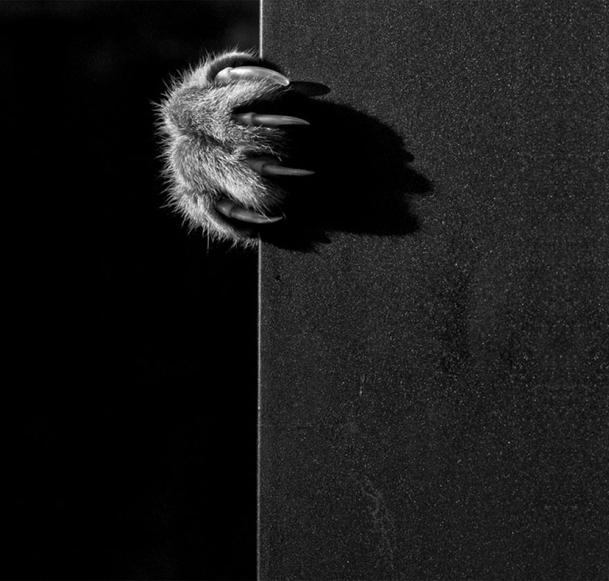 The Mysterious Lives Of Cats Captured In Black And White Photography
