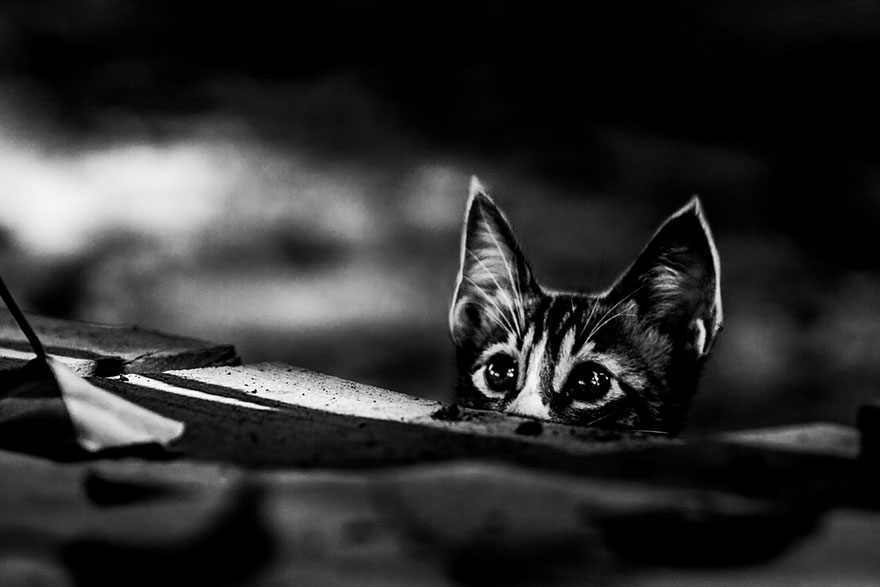 The Mysterious Lives Of Cats Captured In Black And White Photography