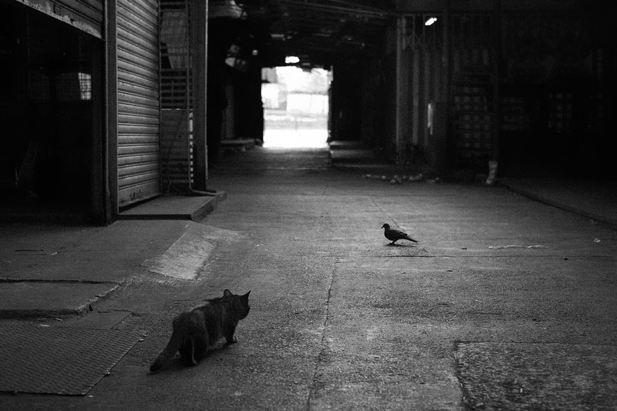 The Mysterious Lives Of Cats Captured In Black And White Photography