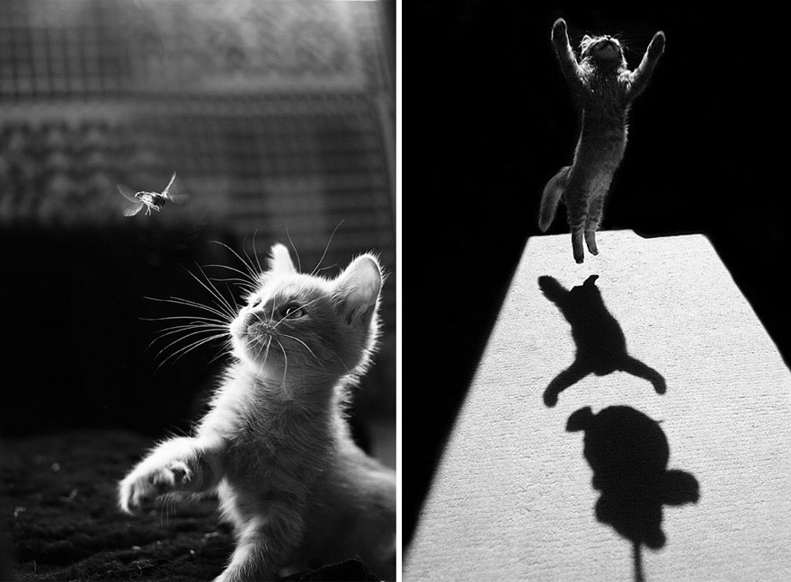 The Mysterious Lives Of Cats Captured In Black And White Photography