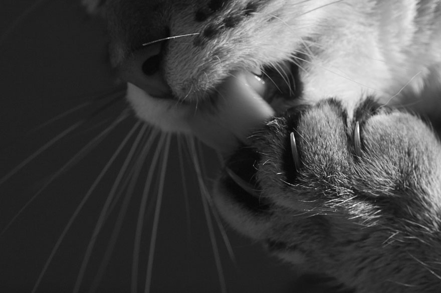 The Mysterious Lives Of Cats Captured In Black And White Photography