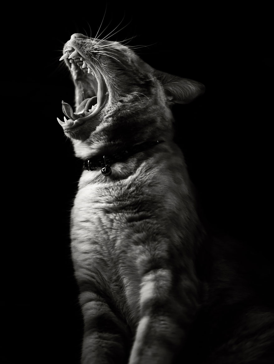 The Mysterious Lives Of Cats Captured In Black And White Photography