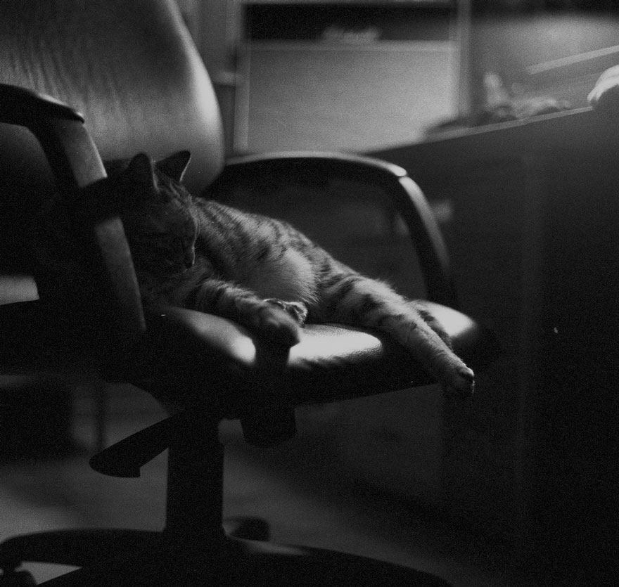 The Mysterious Lives Of Cats Captured In Black And White Photography