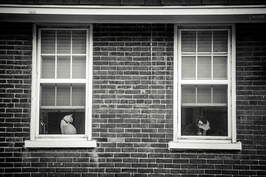 The Mysterious Lives Of Cats Captured In Black And White Photography
