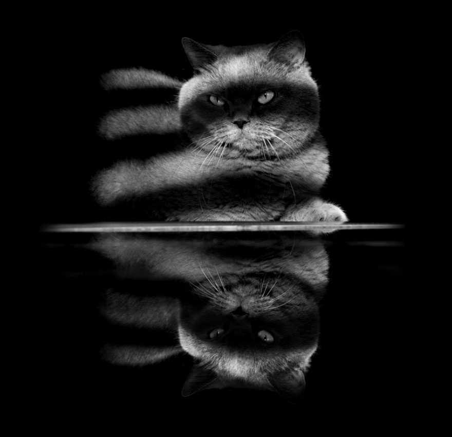 The Mysterious Lives Of Cats Captured In Black And White Photography