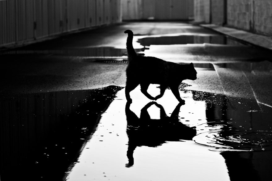 The Mysterious Lives Of Cats Captured In Black And White Photography