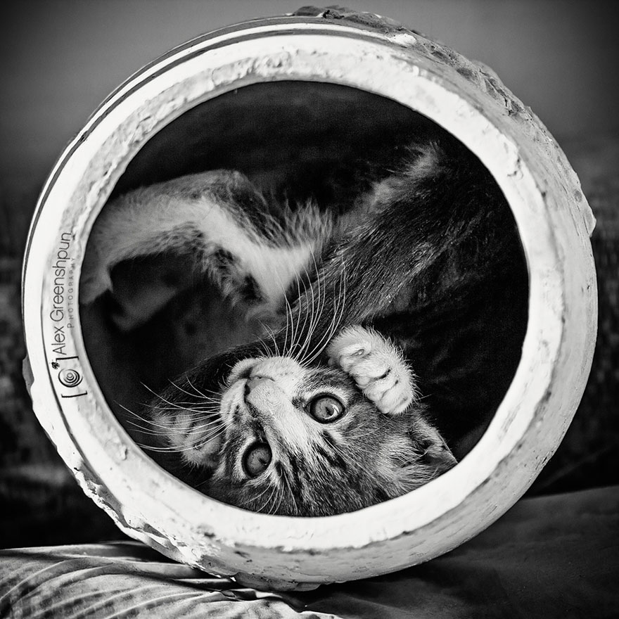 The Mysterious Lives Of Cats Captured In Black And White Photography