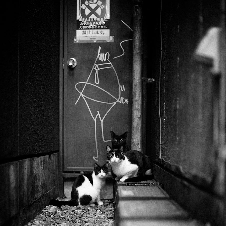 The Mysterious Lives Of Cats Captured In Black And White Photography