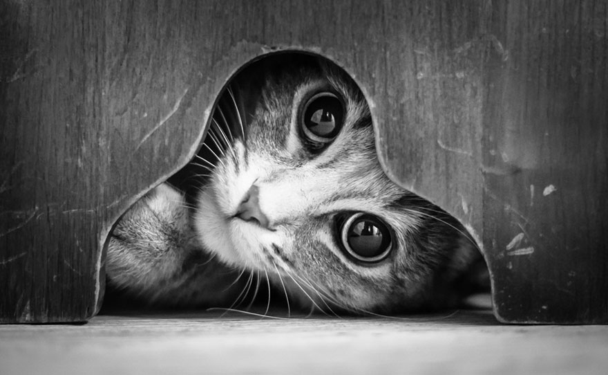 The Mysterious Lives Of Cats Captured In Black And White Photography