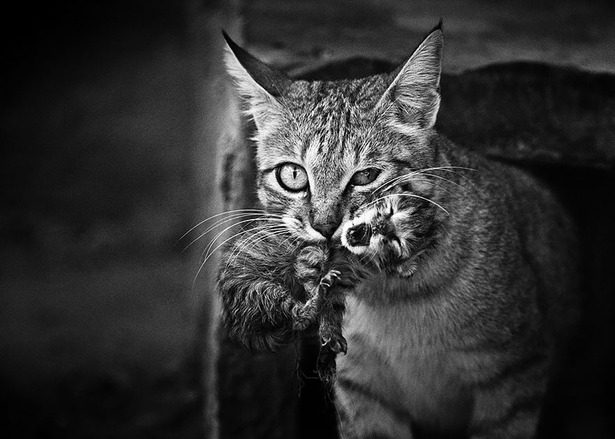 The Mysterious Lives Of Cats Captured In Black And White Photography