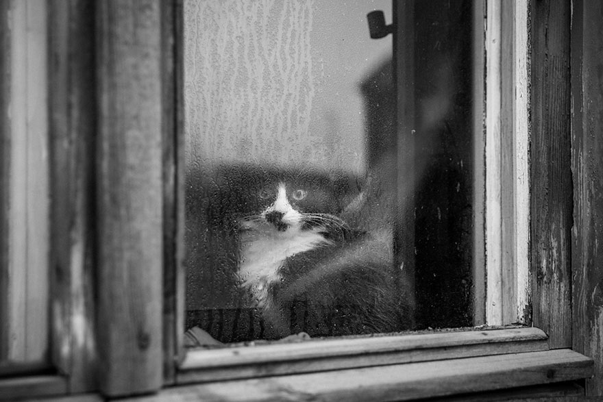 The Mysterious Lives Of Cats Captured In Black And White Photography