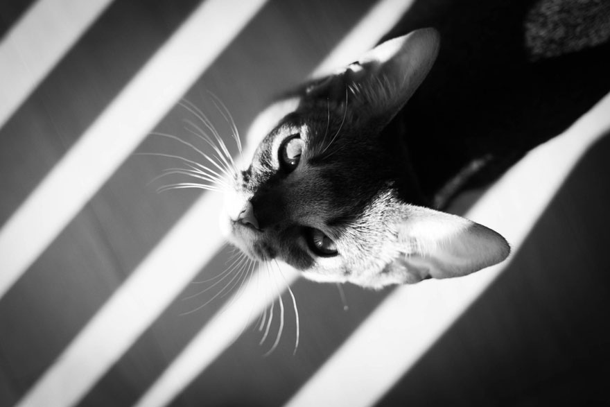 The Mysterious Lives Of Cats Captured In Black And White Photography