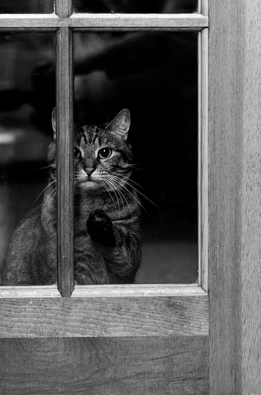 The Mysterious Lives Of Cats Captured In Black And White Photography