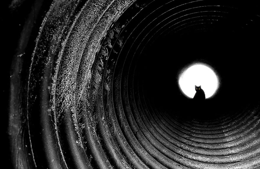 The Mysterious Lives Of Cats Captured In Black And White Photography