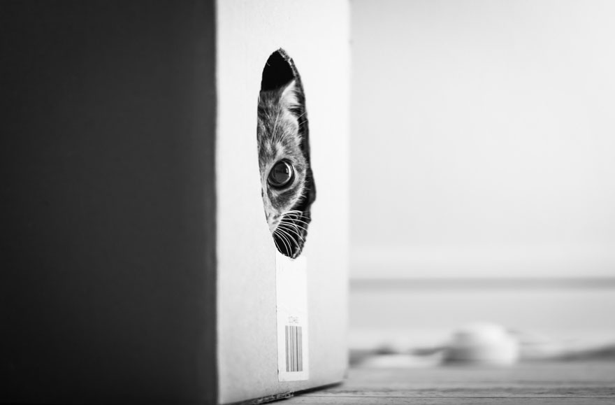 The Mysterious Lives Of Cats Captured In Black And White Photography